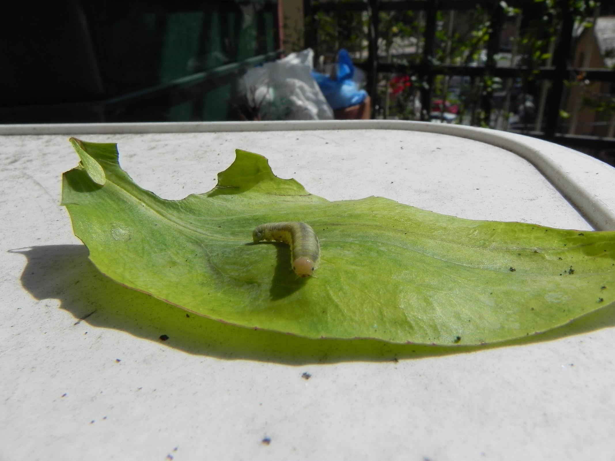 Bruchino!! (Larva di Tenthredinidae)